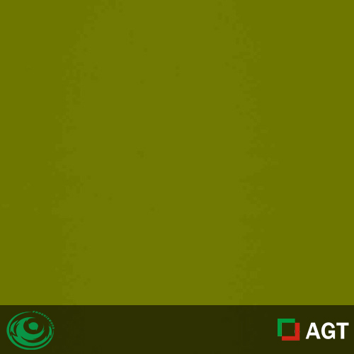 645 - Olive Green